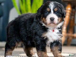 Bernese Mountain Dog dogs Cookie - Ad 14