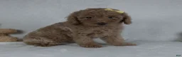 Miniature Poodle dogs for sale: Jenna - Ad 4