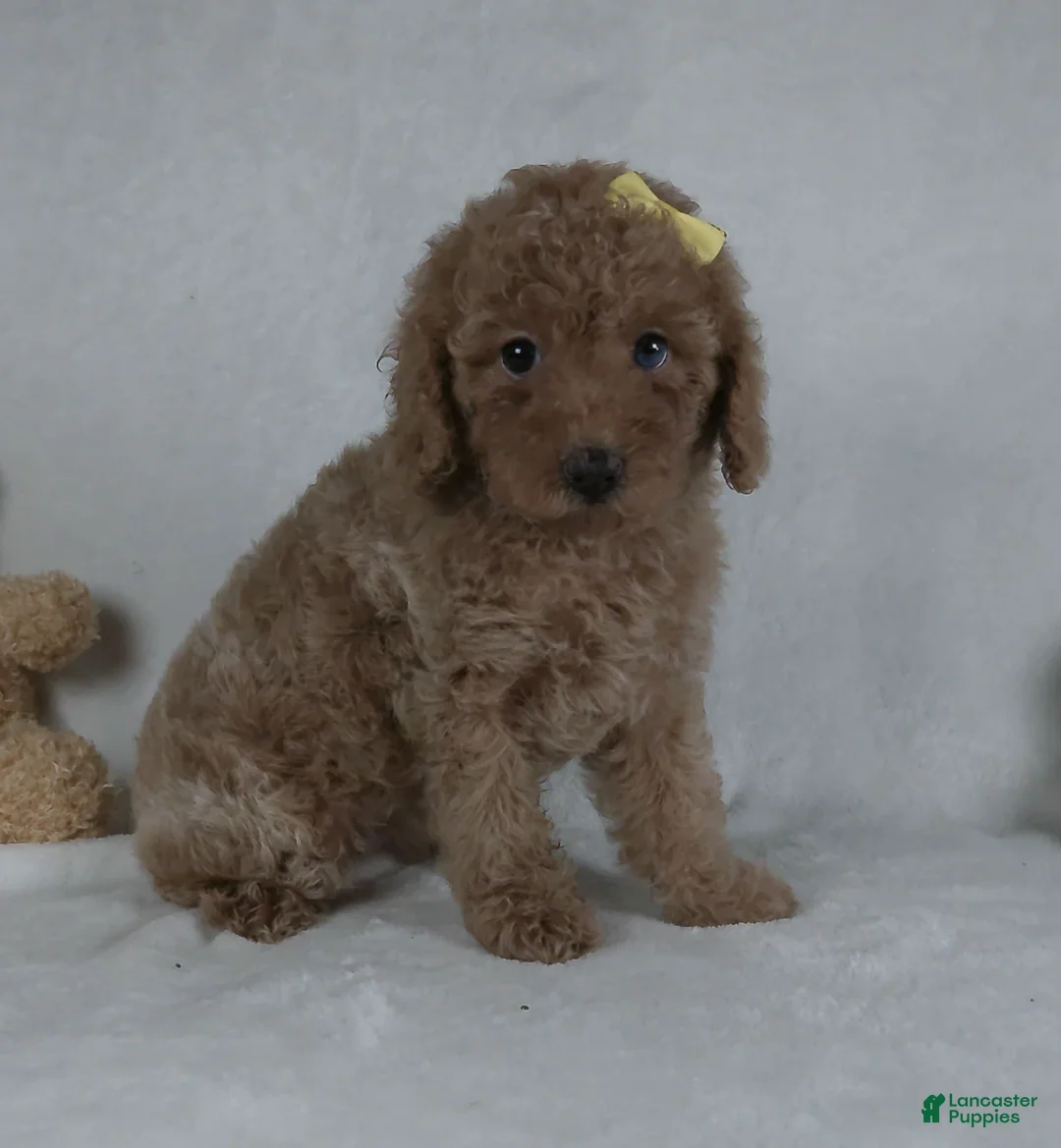 Miniature Poodle dogs for sale: Jenna - Ad 4