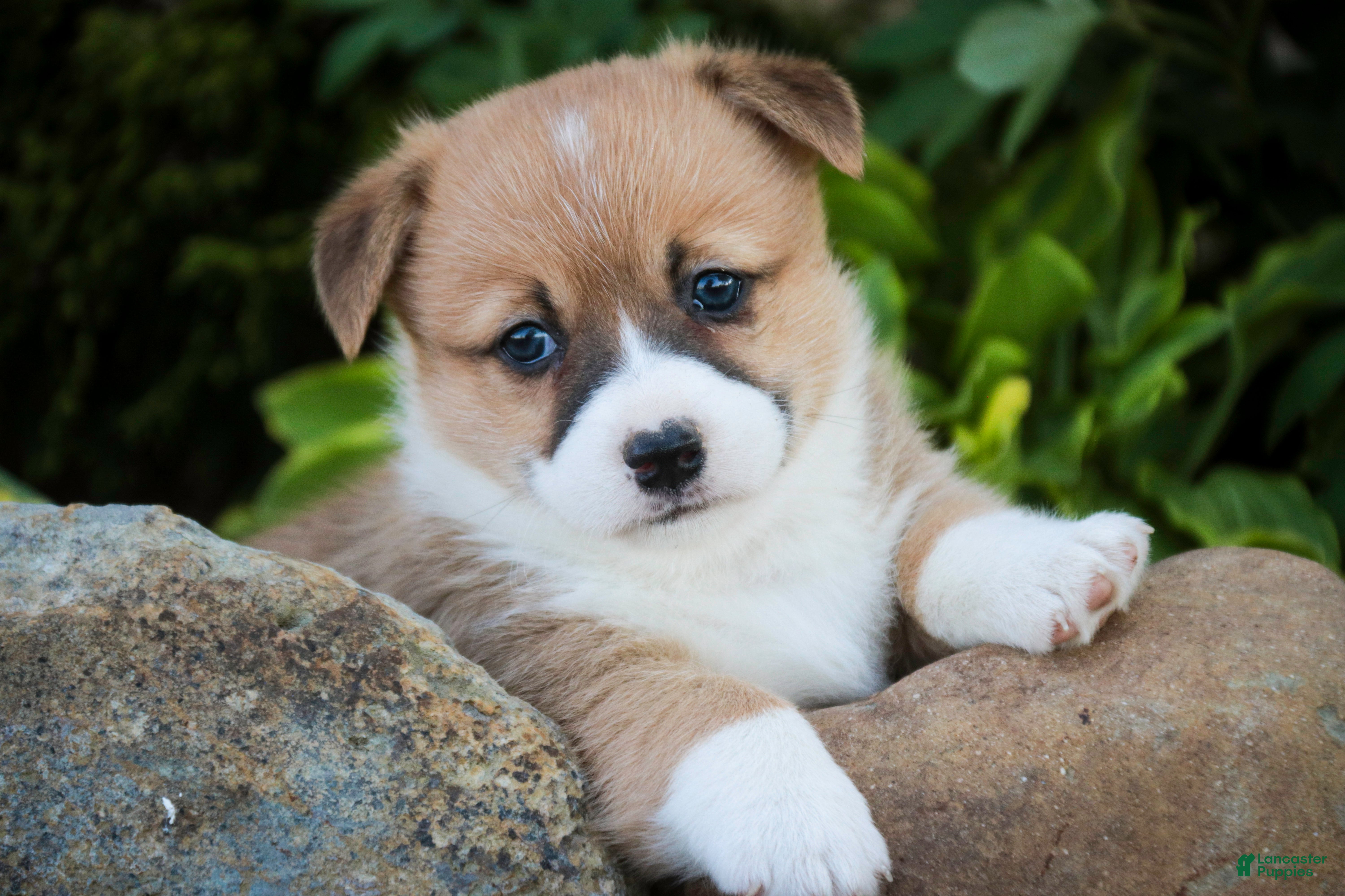 Welsh Corgi Pembroke dogs Rover - Ad 1