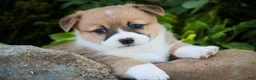 Welsh Corgi Pembroke dogs for sale: Rover - Ad 1