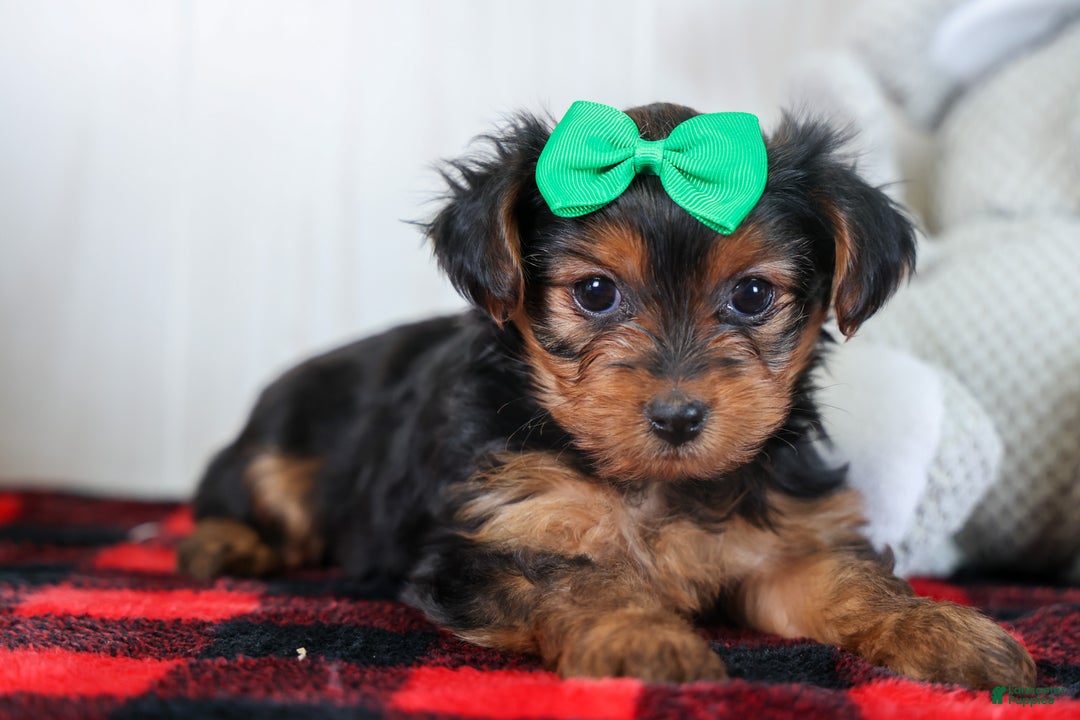 Yorkshire Terrier dogs for sale: CHLOE - Ad 8
