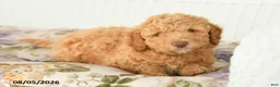 Miniature Poodle dogs for sale: Alex - Ad 3