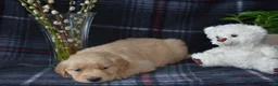Golden Retriever dogs for sale: Lara - Ad 5