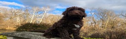 Portuguese Water Dog dogs for sale: Toby - Ad 7