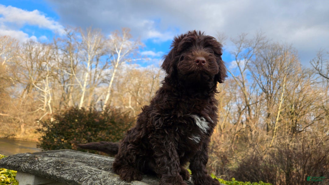 Portuguese Water Dog dogs for sale: Toby - Ad 7