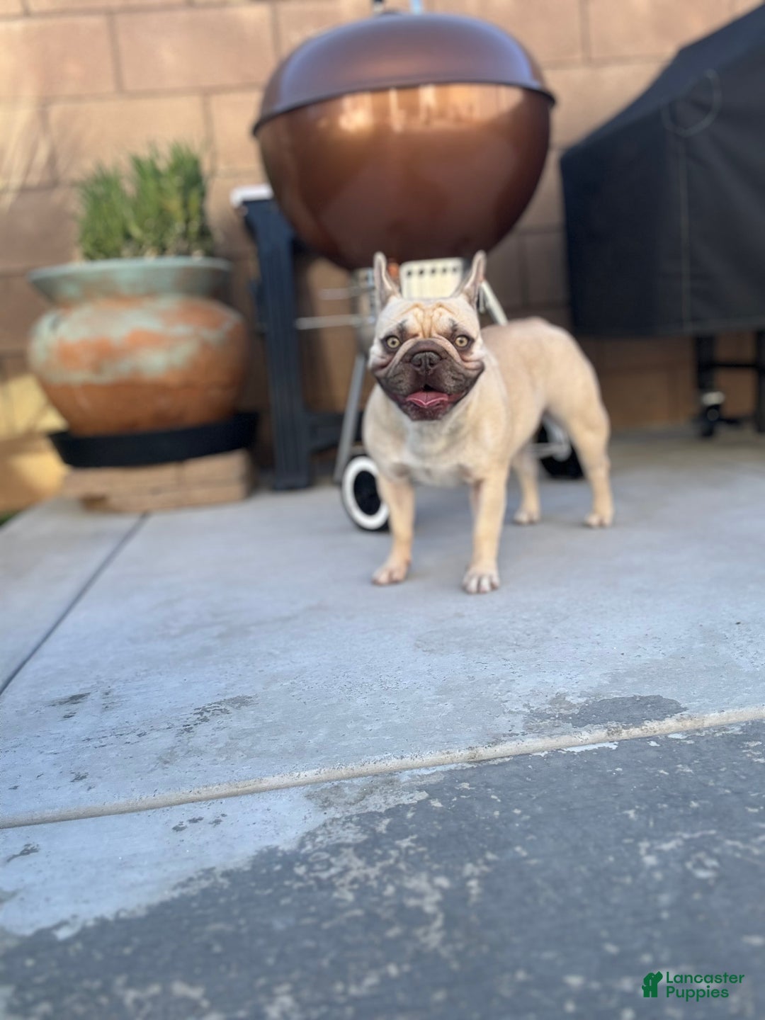 French Bulldog dogs for sale: Coltraine - Ad 7