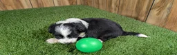 Mini Aussiedoodle dogs for sale: Sunset Girl 2 - Ad 8