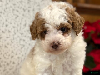 Miniature Poodle dogs Josie - Ad 7