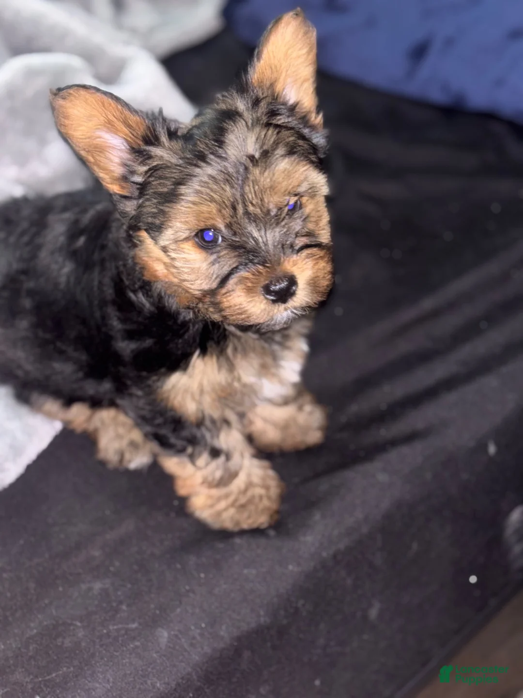 Yorkshire Terrier dogs for sale: Yorkshire Terrier 1 - Ad 5