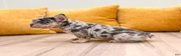 French Bulldog dogs for sale: Leo - Ad 5