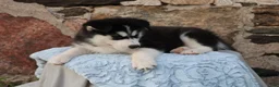 Alaskan Malamute dogs for sale: Denali - Ad 5