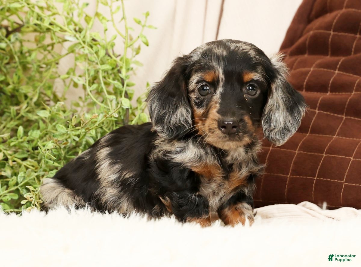 Miniature Dachshund dogs Milo - Ad 4