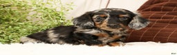 Miniature Dachshund dogs for sale: Milo - Ad 1