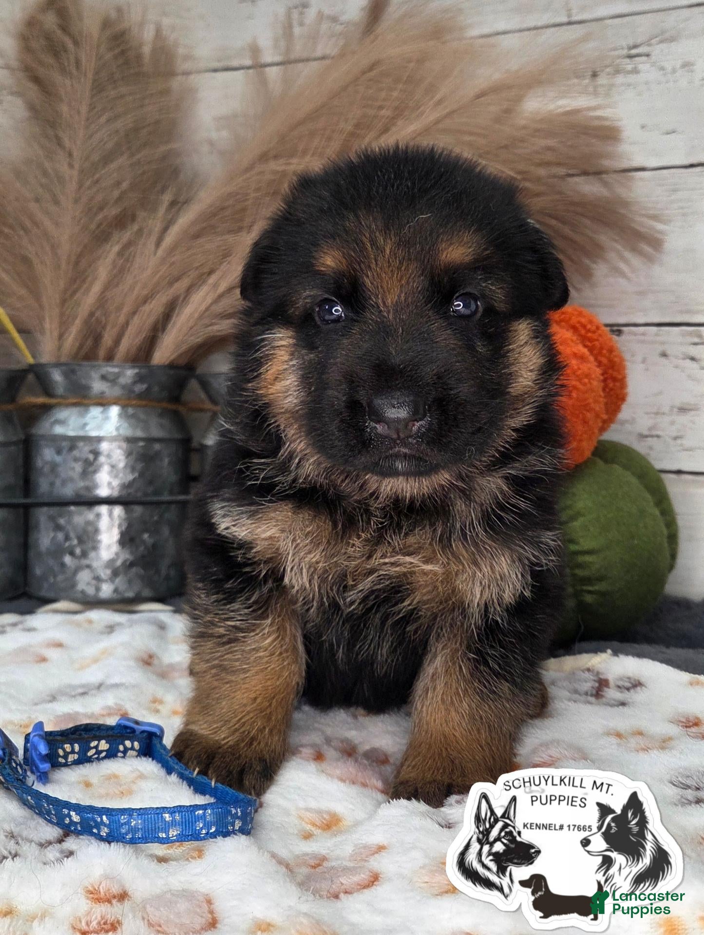 German Shepherd dogs for sale: Otto - Ad 3