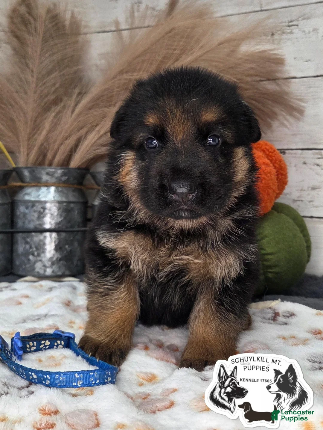 German Shepherd dogs for sale: Otto - Ad 1