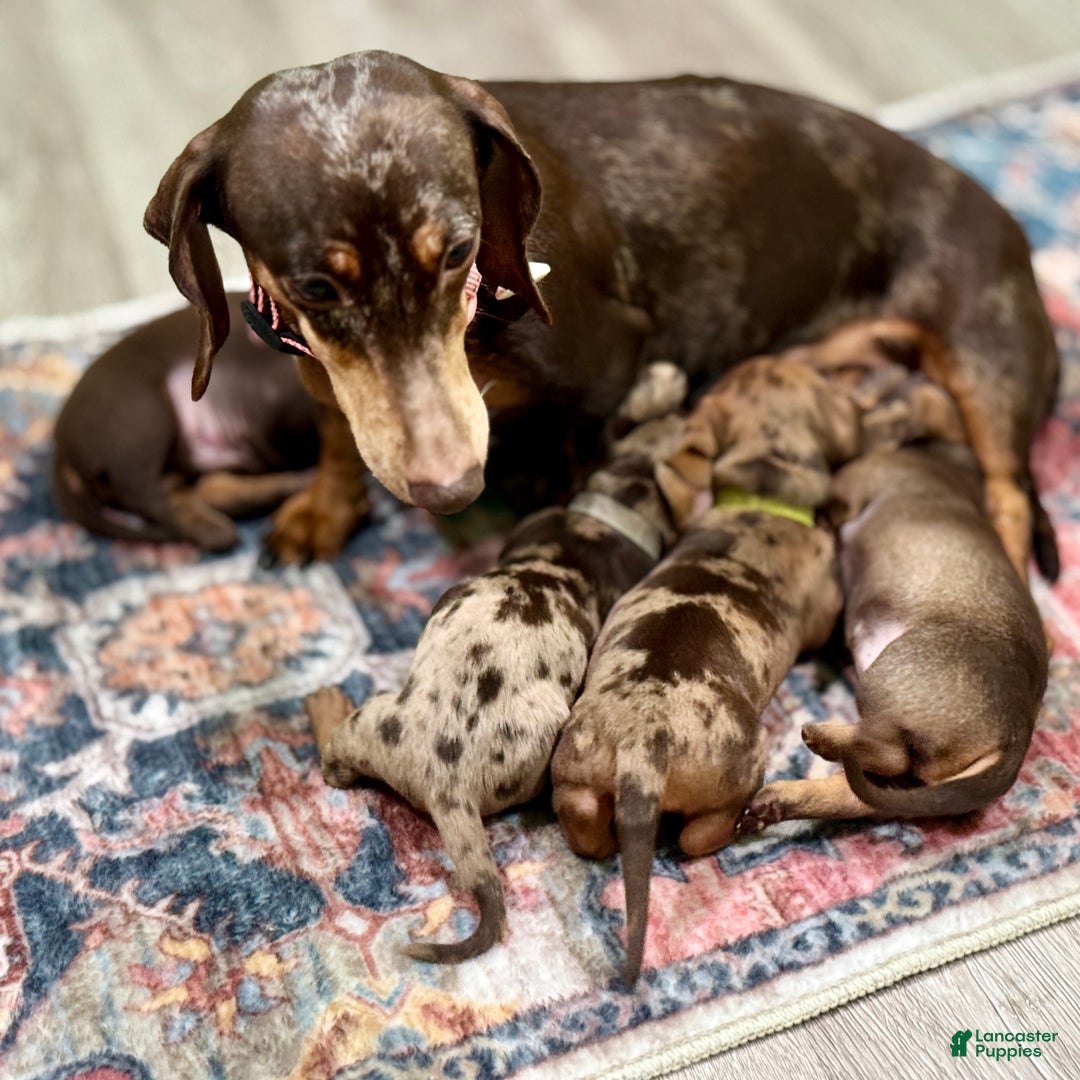 Miniature Dachshund dogs for sale: Maple female Miniature Dachshund Puppy - Ad 3