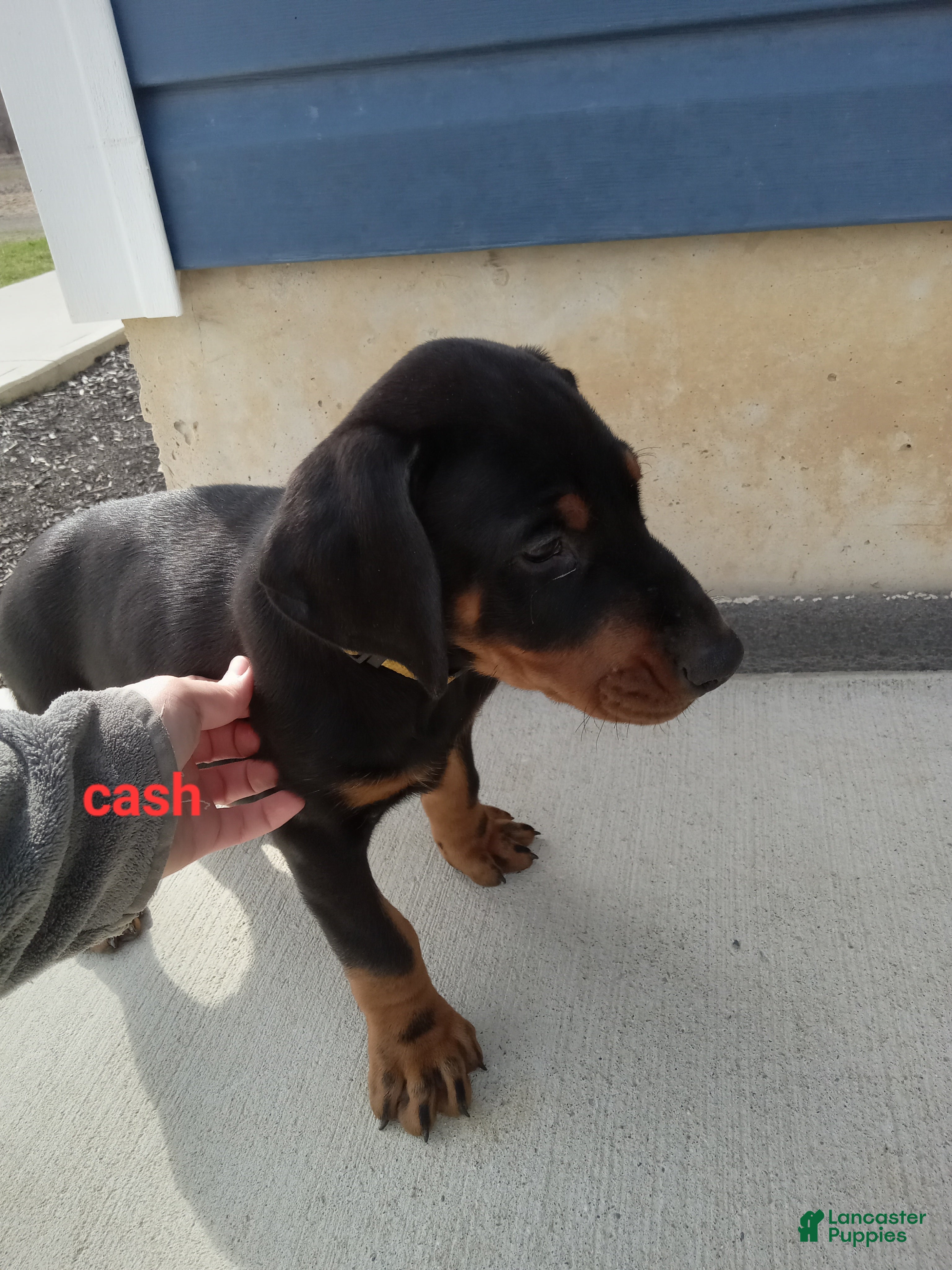 Doberman Pinscher dogs Cash - Ad 1