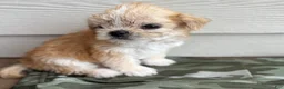 Shihpoo dogs for sale: Shihpoo 4 - Ad 4