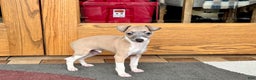 Italian Greyhound dogs for sale: Gerald - Ad 5