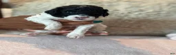 Toy Poodle dogs for sale: Oreo - Ad 3