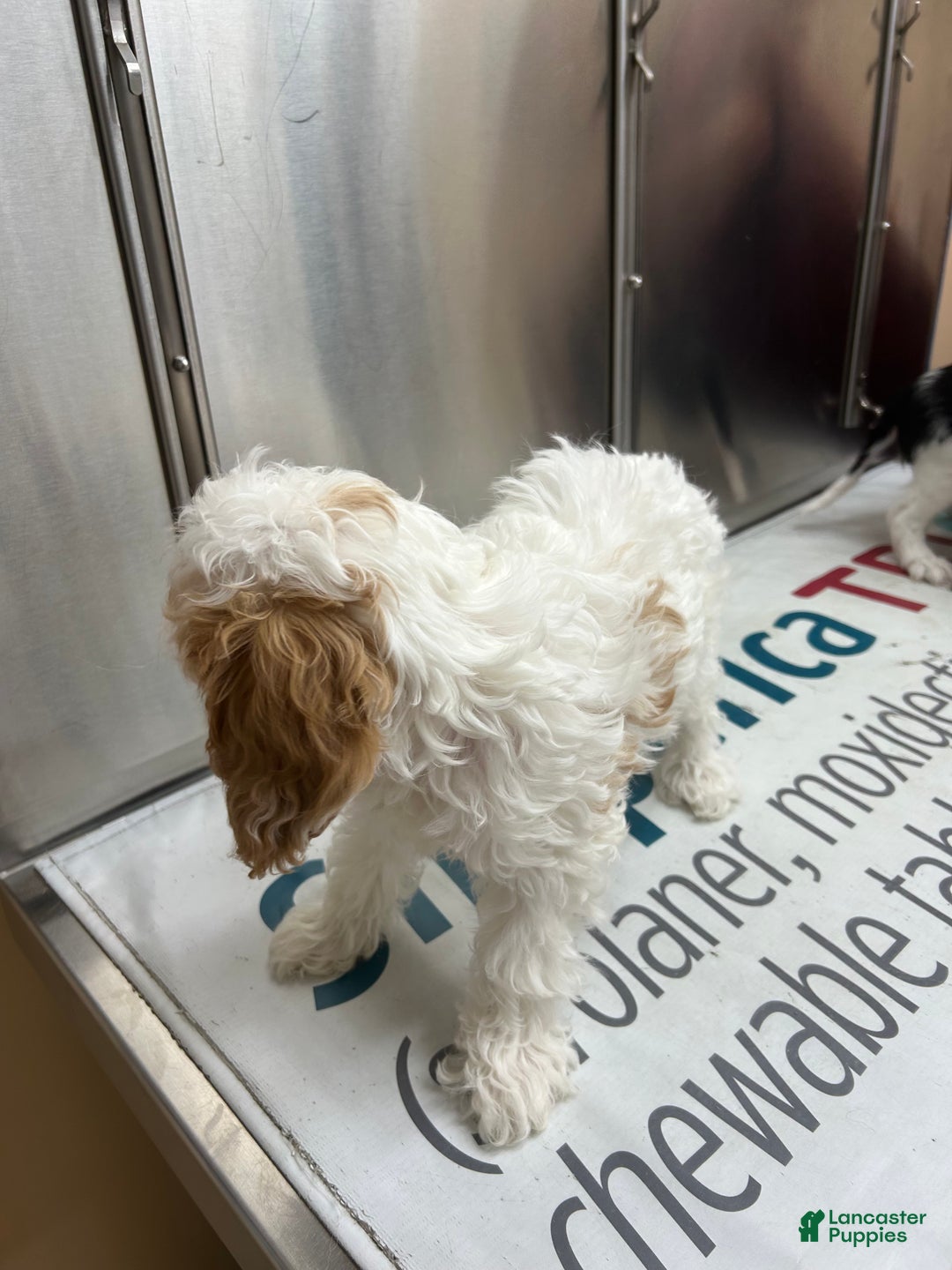 Cavapoo dogs for sale: Cavapoo Puppy 1 - Ad 3