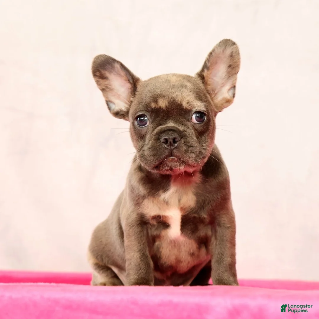 French Bulldog dogs for sale: Paula - Ad 1