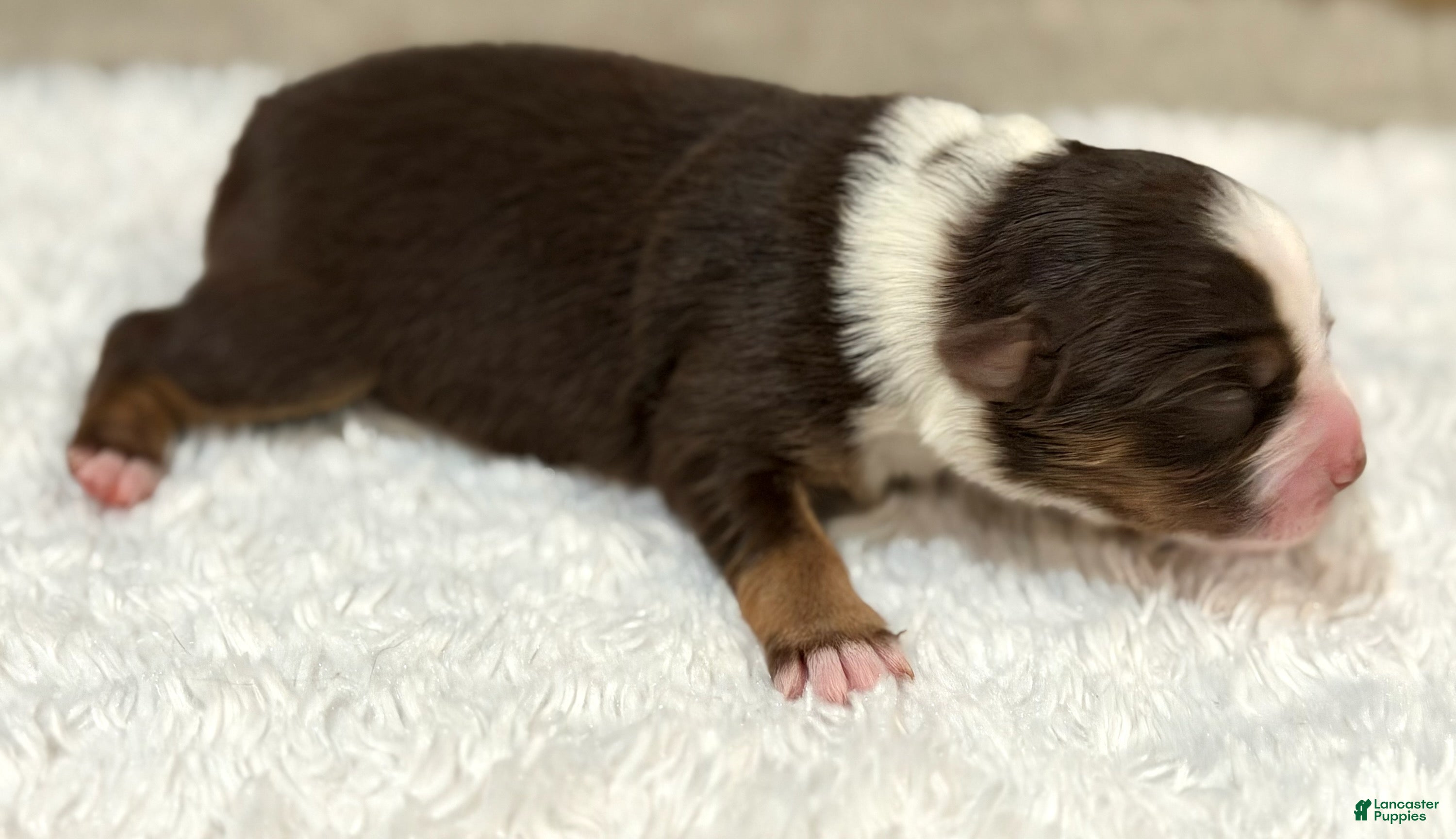 Miniature Australian Shepherd dogs Eleanor Roosevelt - Ad 1