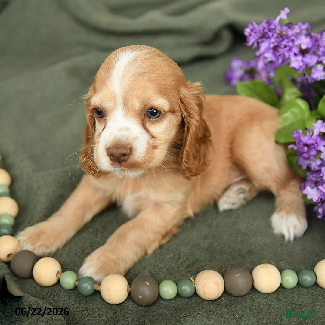 English Cocker Spaniel dogs for sale: Brooke - Ad 3