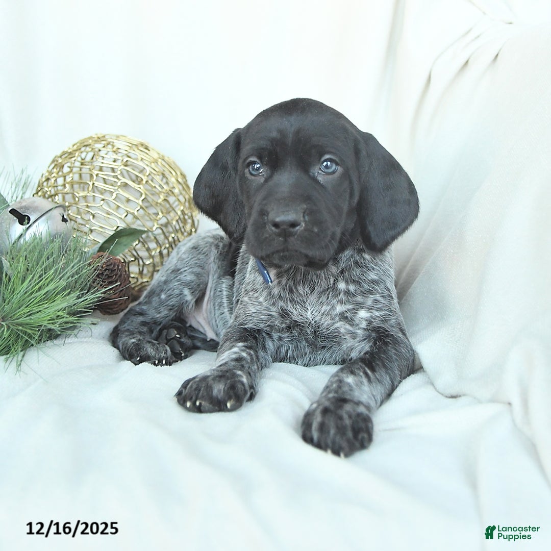 German Shorthaired Pointer dogs for sale: Dakota - Ad 3