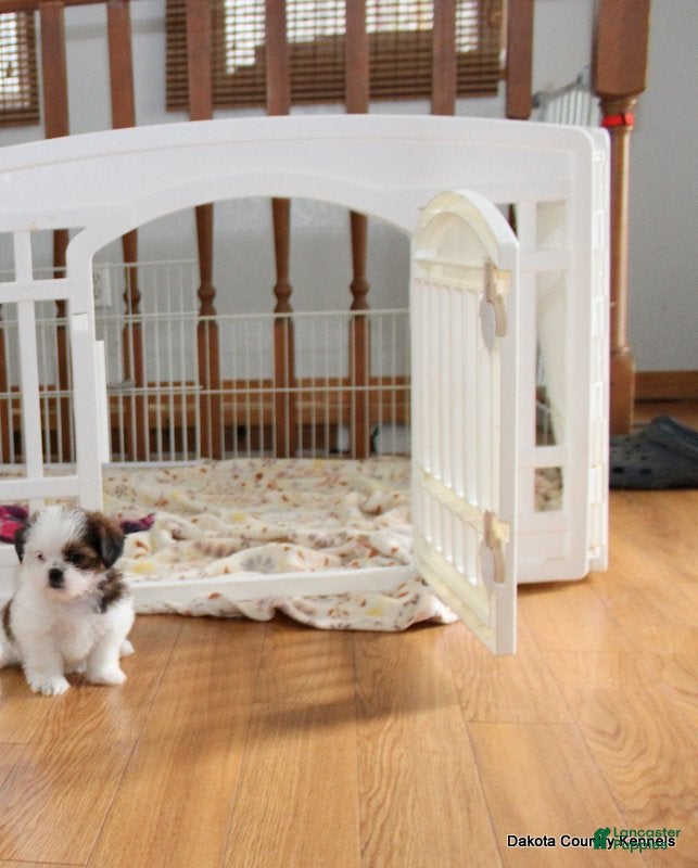 Malshi dogs Bella - Ad 2