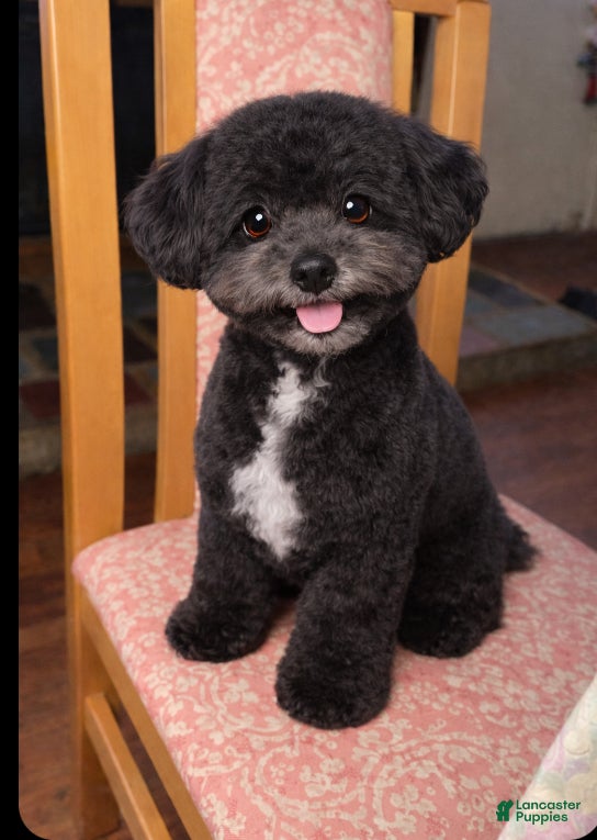 Toy Poodle dogs Toy Poodle Puppy 1 - Ad 4