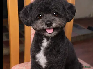 Toy Poodle dogs Toy Poodle Puppy 1 - Ad 30