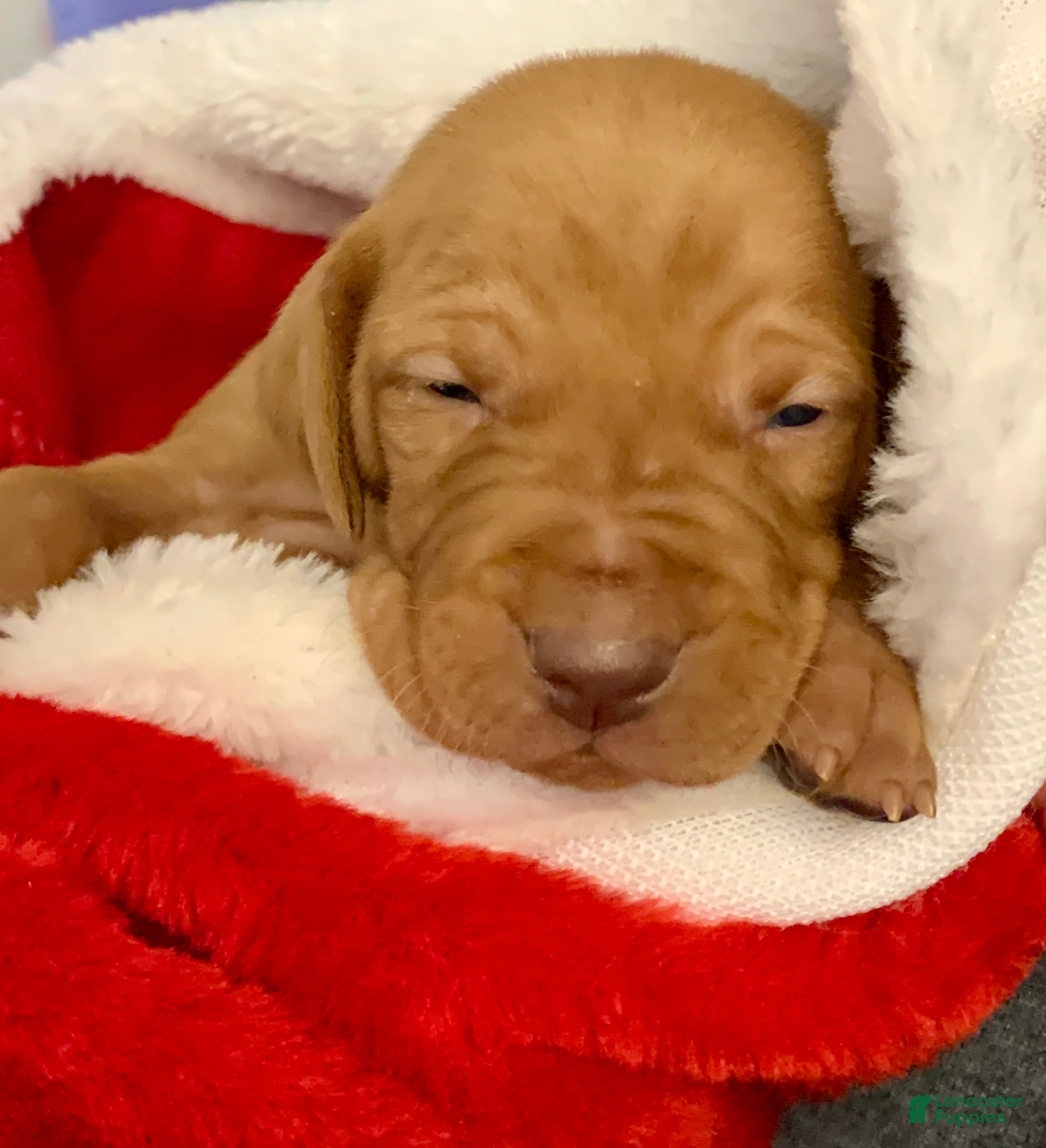 Vizsla dogs Vizsla Puppy 1 - Ad 14