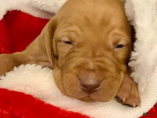 Vizsla dogs Vizsla Puppy 1 - Ad 14