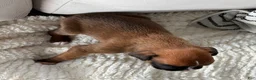 Boxer dogs for sale: Rex - Ad 10