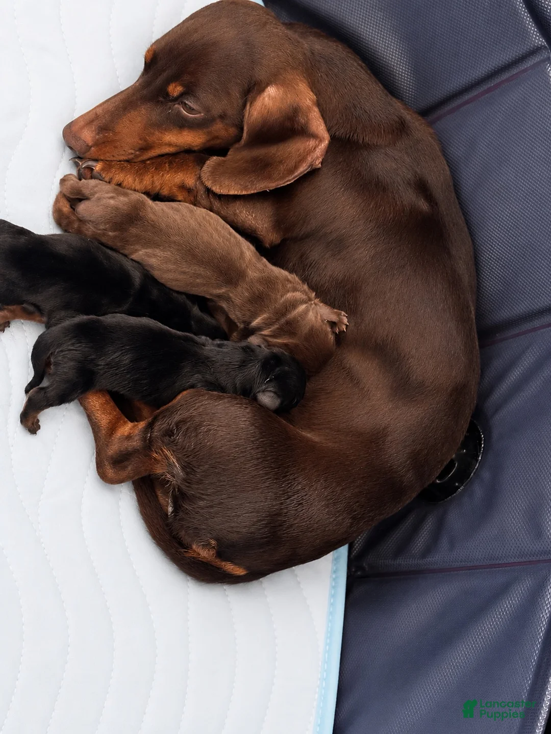 Miniature Dachshund dogs for sale: Miniature Dachshund 4 - Ad 11