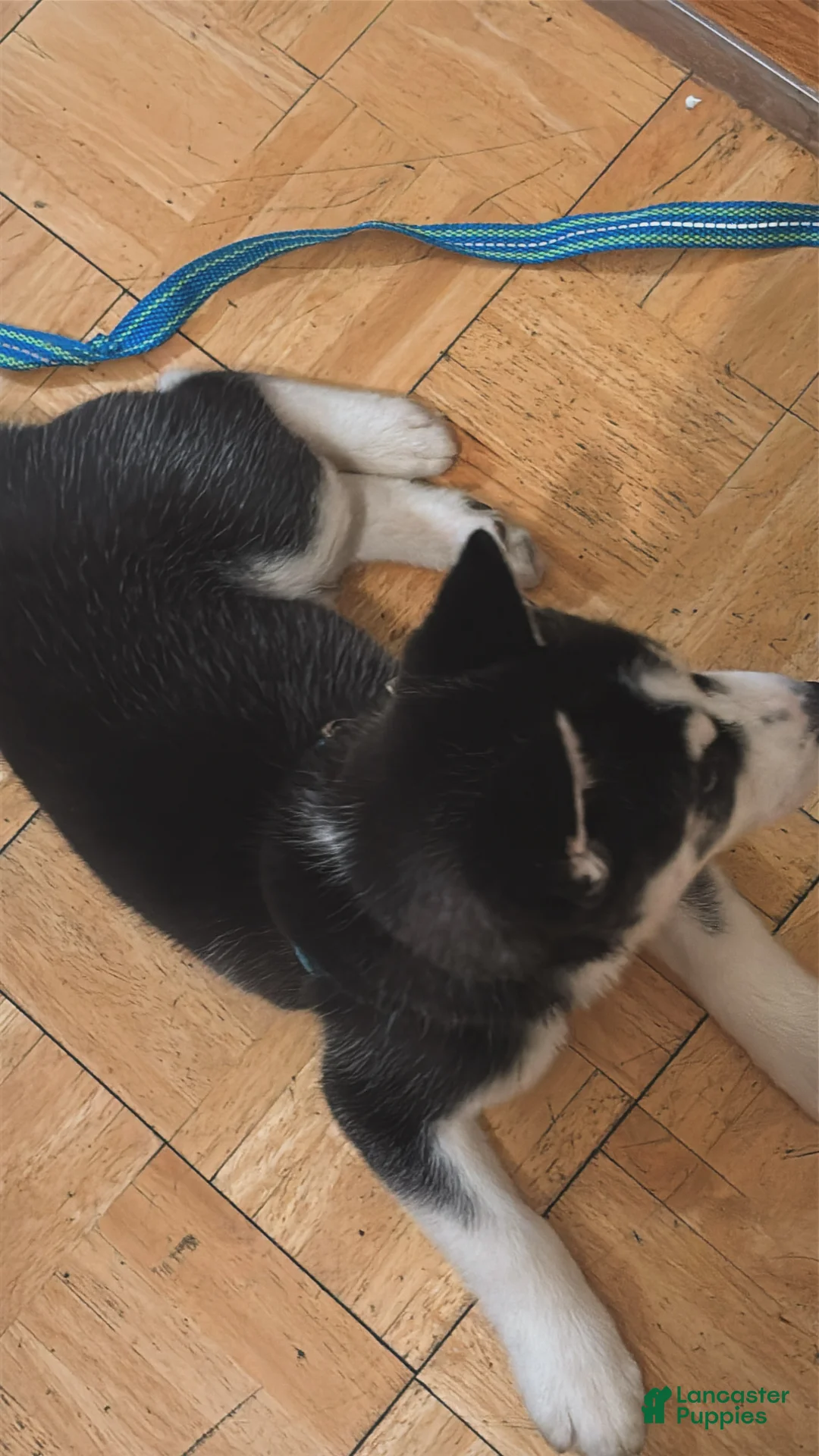 Siberian Husky dogs for sale: Siberian Husky Puppy 1 - Ad 8