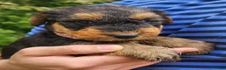Airedale Terrier dogs for sale: Enchanted Airedales - Pink Boy - Ad 6
