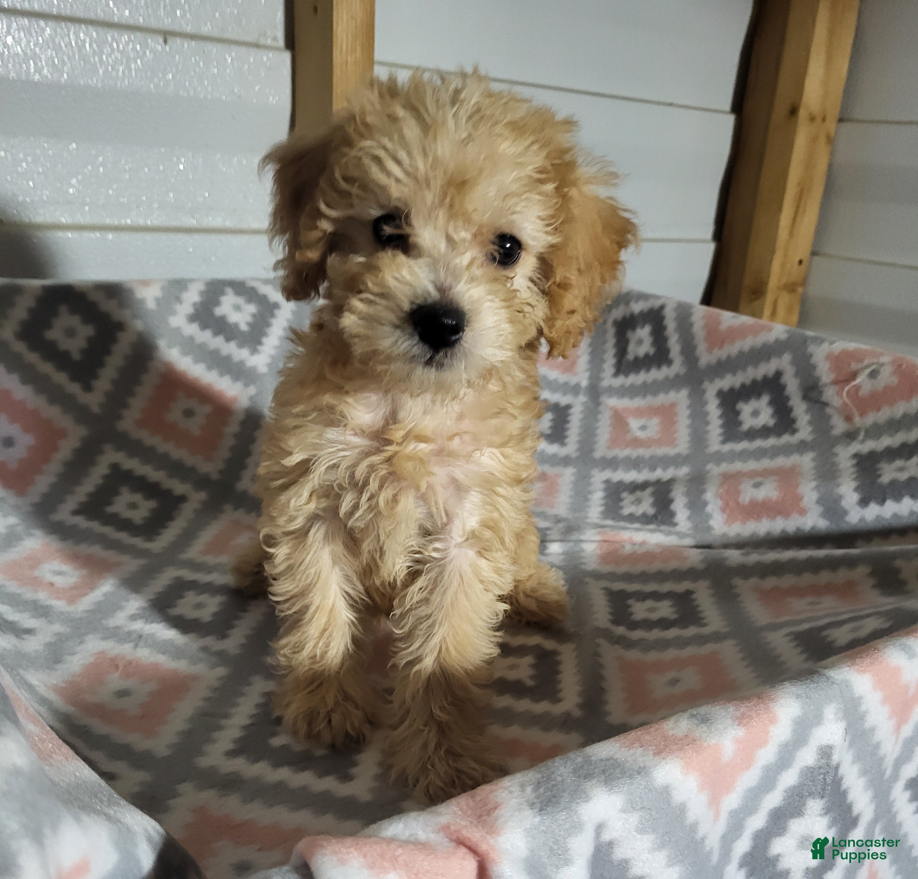 Toy Poodle dogs Toy Poodle 2 - Ad 40