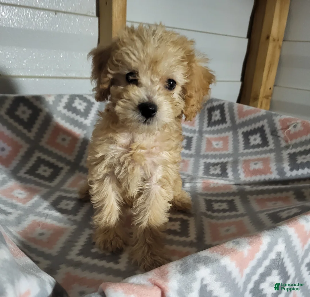 Toy Poodle dogs for sale: Toy Poodle 2 - Ad 1