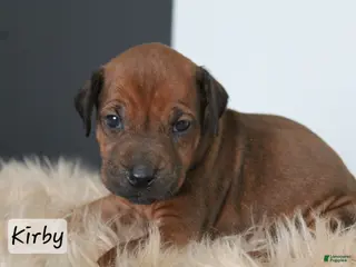 Rhodesian Ridgeback dogs Kirby - Ad 19