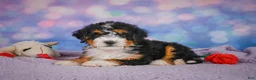 Mini Bernedoodle dogs for sale: Stella - Ad 7