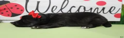 Keeshond dogs for sale: Elsa  - Ad 5