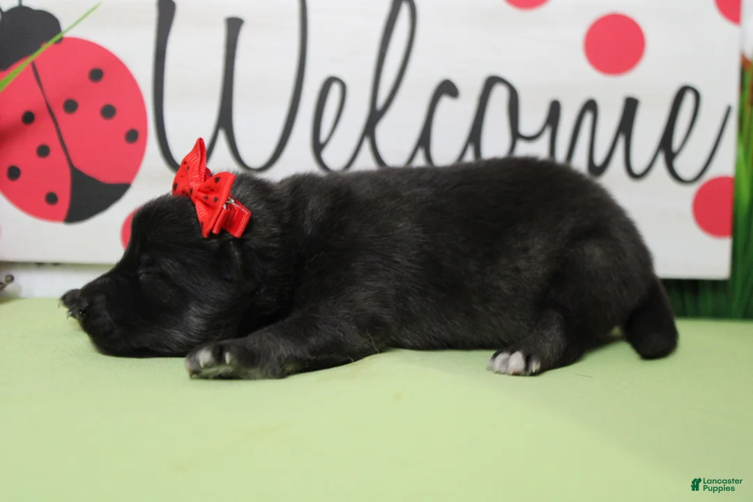 Keeshond dogs for sale: Elsa  - Ad 5
