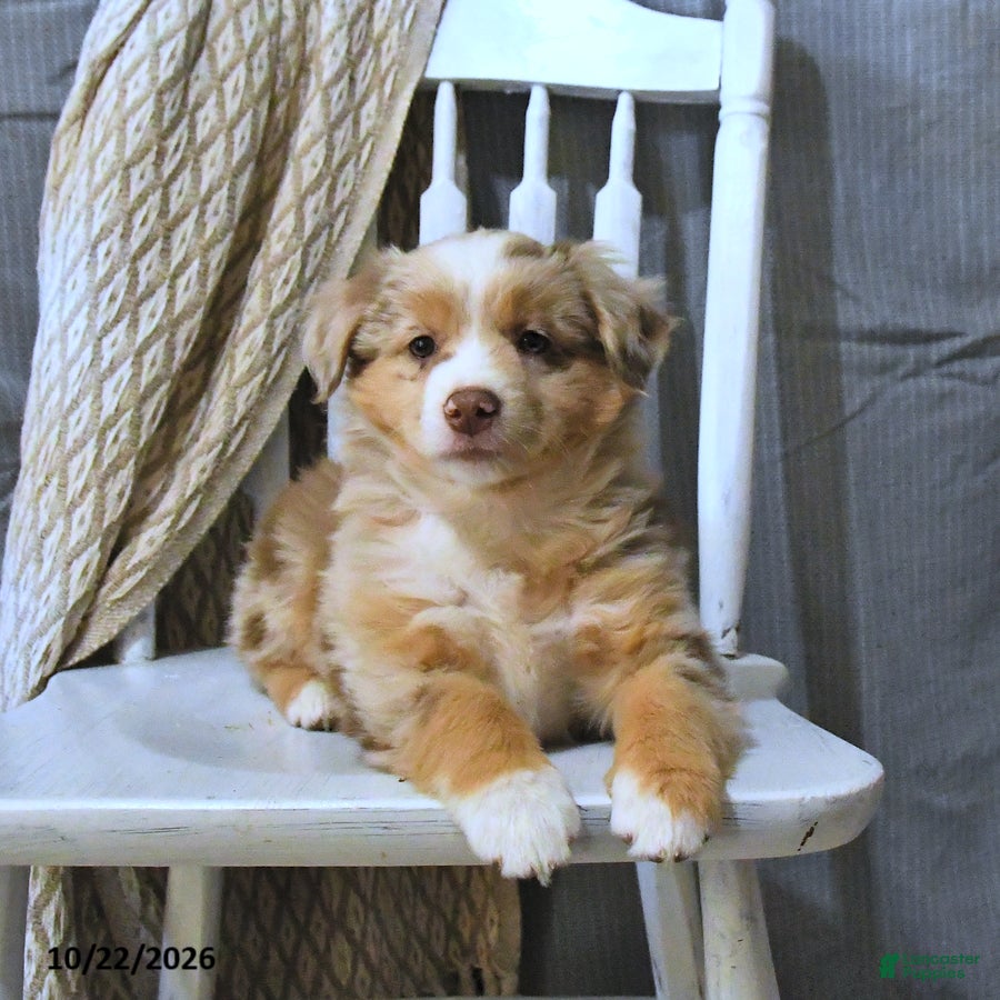 Miniature Australian Shepherd dogs for sale: Tessy - Ad 2