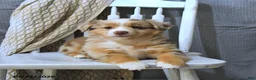 Miniature Australian Shepherd dogs for sale: Tessy - Ad 2