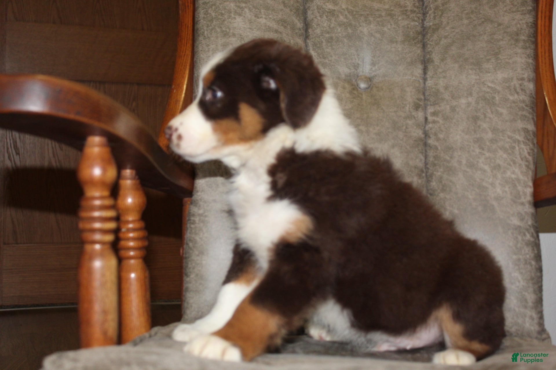 Australian Shepherd dogs Truffles - Ad 27