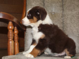 Australian Shepherd dogs Truffles - Ad 32