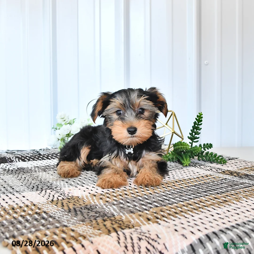 Yorkshire Terrier dogs for sale: Lucky - Ad 2